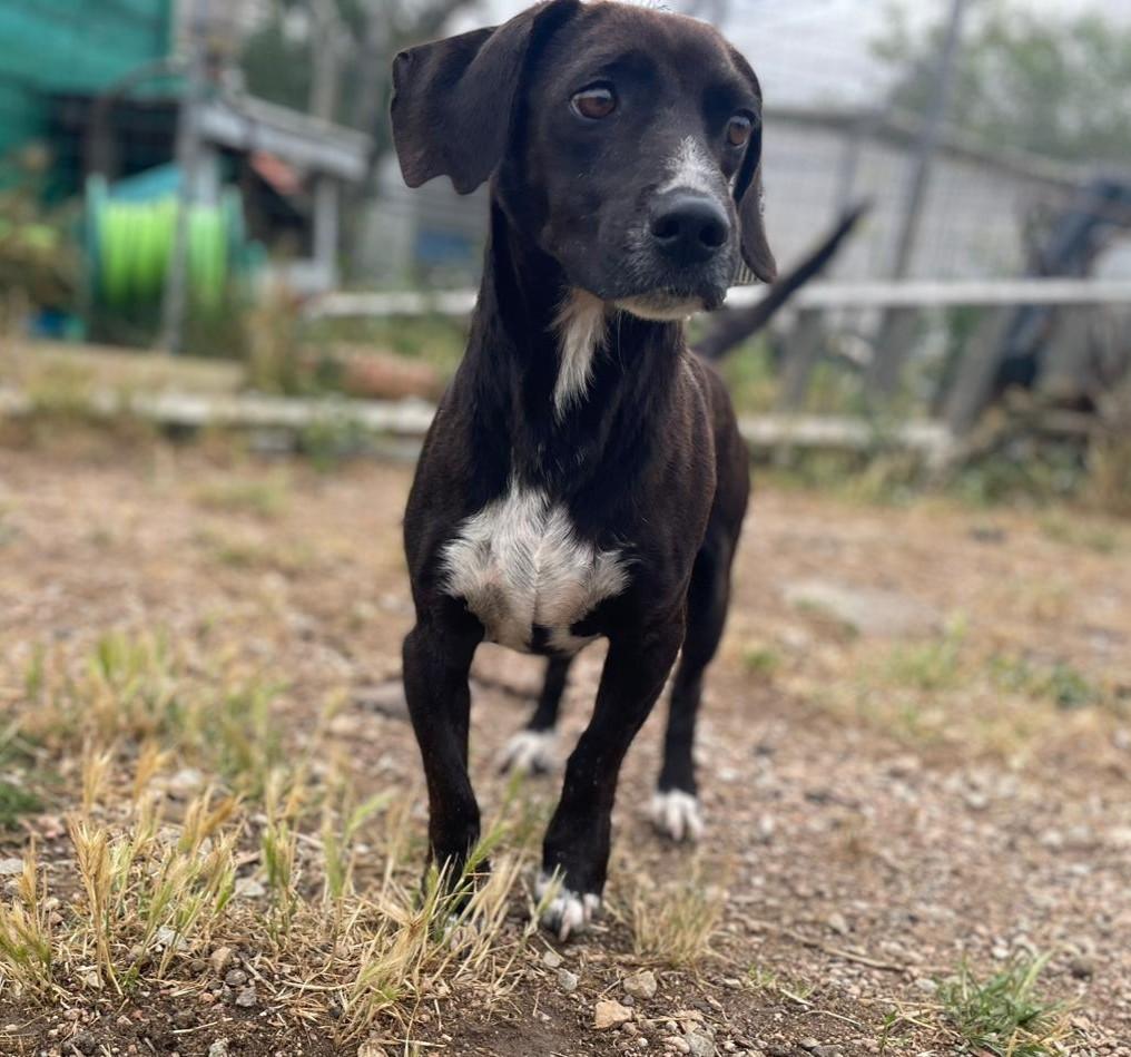 Ingo - neugierige Fellnase sucht Abenteuer – Hund Mischling sucht ein Zuhause in Sardinien