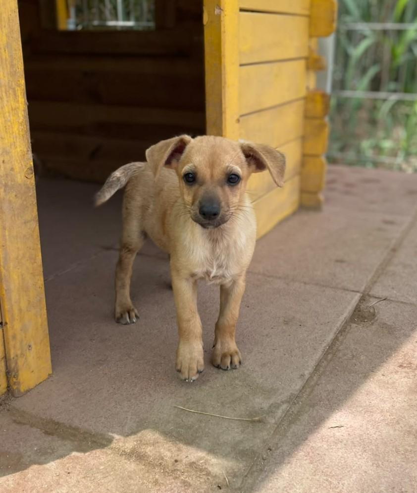 Monkey - kleiner Frechdachs ganz groß – Hund Mischling sucht ein Zuhause in Sardinien