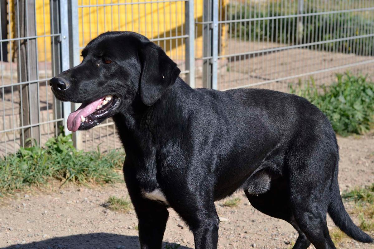  Mina - Sonnenschein auf vier Pfoten sucht ihr Körbchen – Hund Mischling sucht ein Zuhause in Sardinien