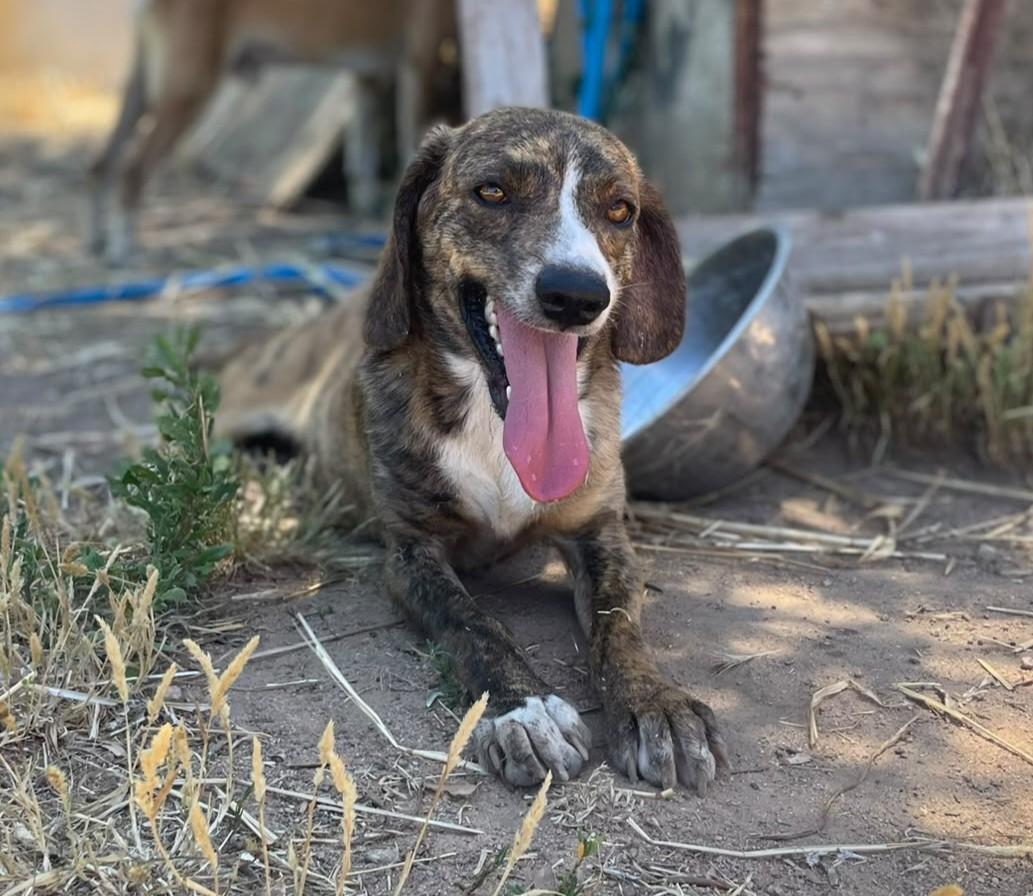 Nello – auf der Suche nach seinem Zuhause – Hund Mischling sucht ein Zuhause in Sardinien