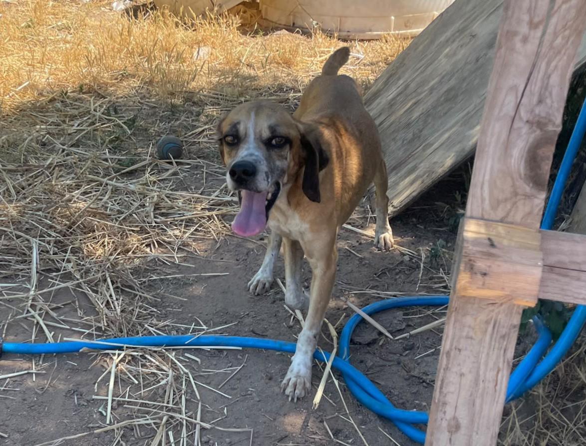 Nureyev – wer schenkt ihm sein eigenes Zuhause – Hund Mischling sucht ein Zuhause in Sardinien