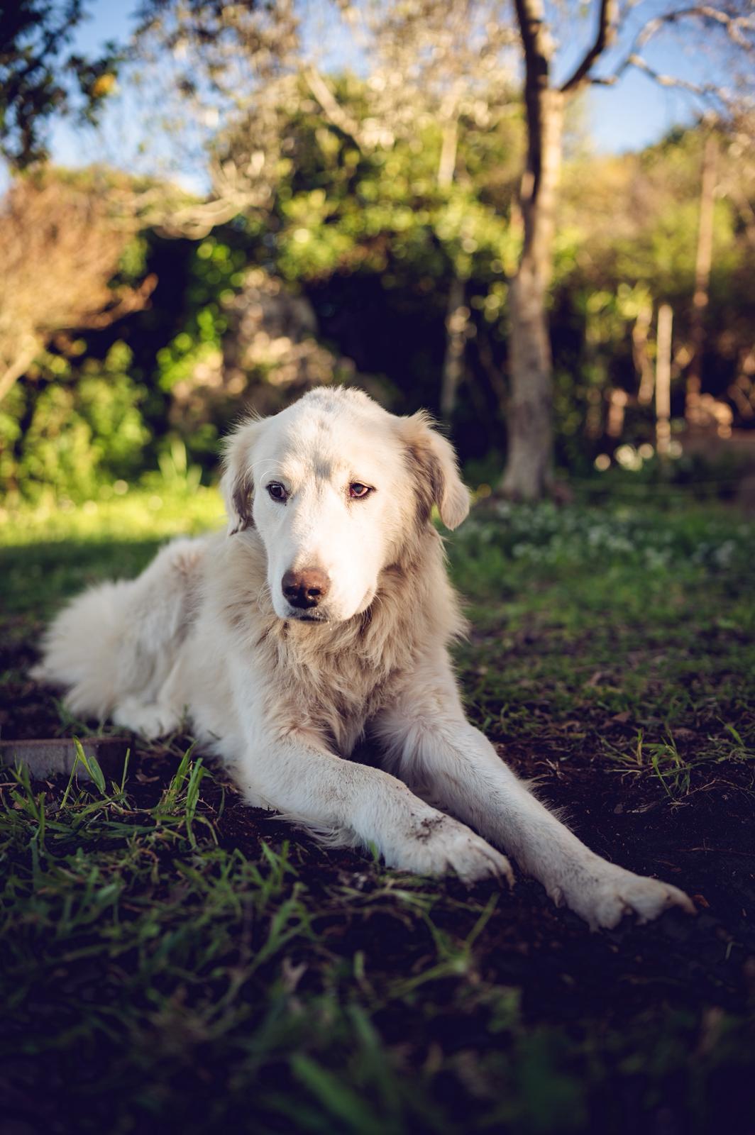Ole – vom Streuner zum Familienmitglied? – Hund Mischling sucht ein Zuhause in Sardinien