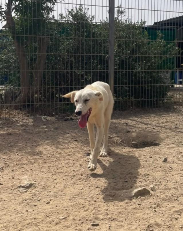 Quiz - Startklar für sein neues Leben – Hund Mischling sucht ein Zuhause in Sardinien