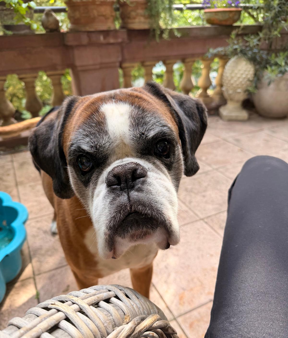 Neues Zuhause gesucht – Hund Boxer sucht ein Zuhause in Frankfurt