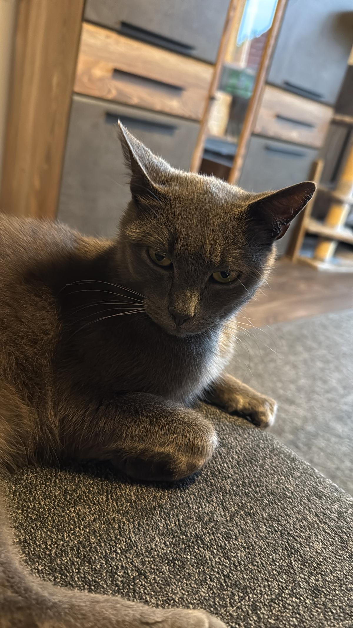 Liebevoller Kater – Katze Hauskatze (Mischling) sucht ein Zuhause in Steinberg am See