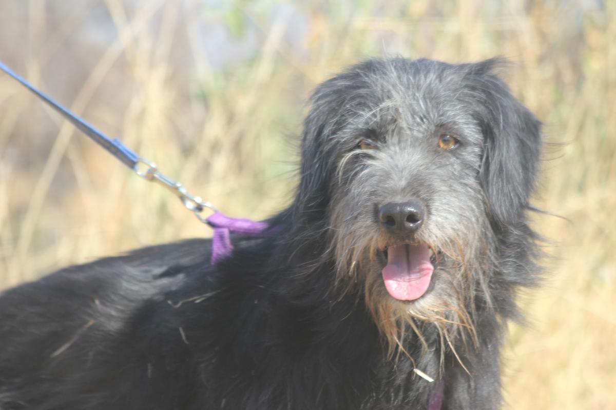 Rava 51cm geb. 06/2024 - eine Herzenshündin sucht ihr Zuhause – Hund Riesenschnauzer sucht ein Zuhause in Schwarmstedt