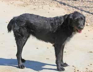 Bogi – lebensfrohe Schnauzer-Mix-Hündin sucht ihre Familie! – Hund Riesenschnauzer sucht ein Zuhause in Schwarmstedt