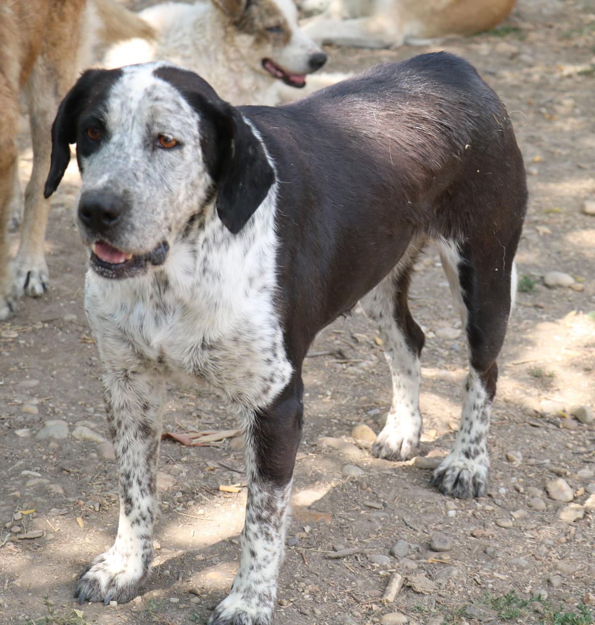 Der bildschöne Pepper geb. 02/2021 sucht liebevolle Menschen – Hund Mischling sucht ein Zuhause in Schwarmstedt