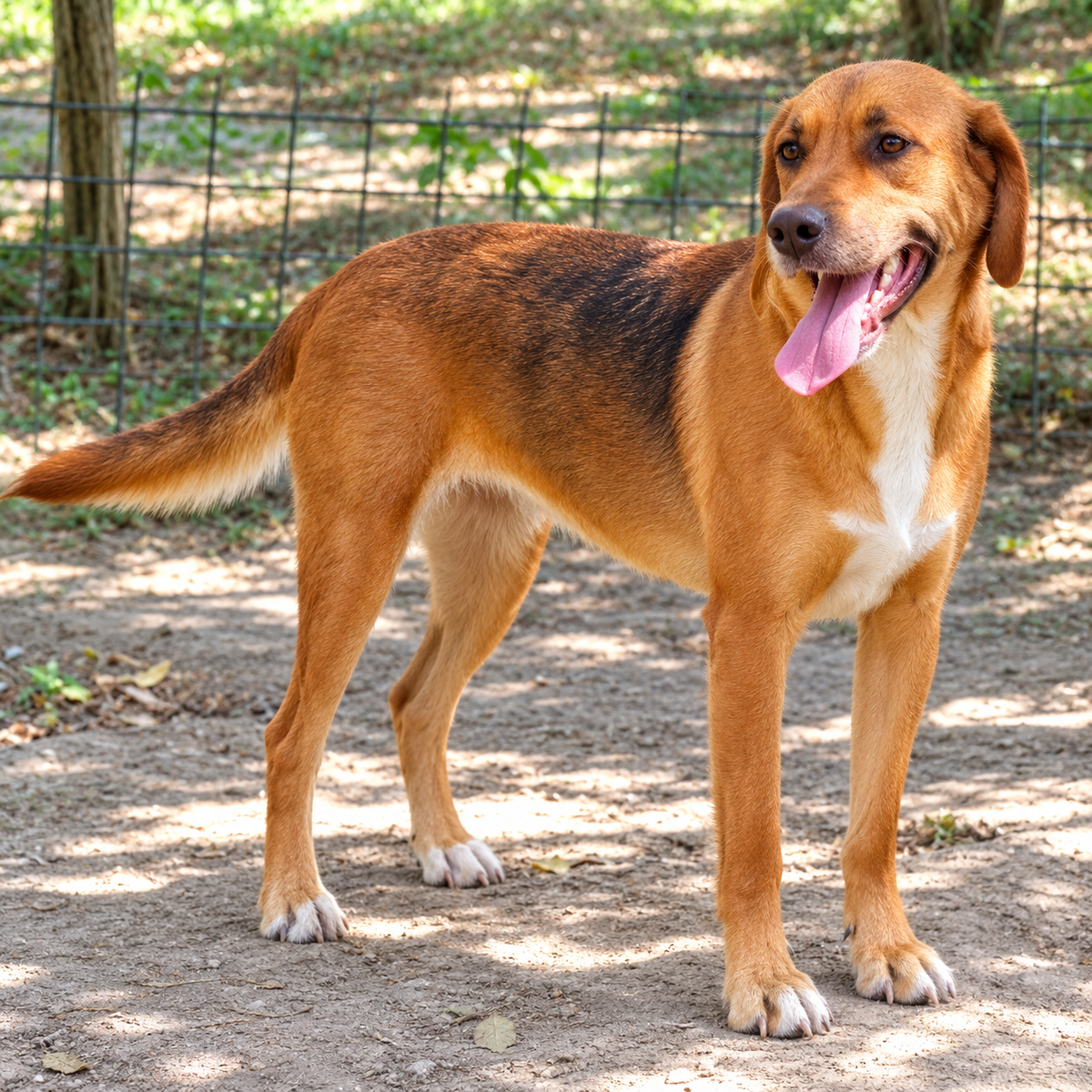 Toffee 52cm geb. 01/2025 ist eine fröhliche, gut gelaunte junge Hündin – Hund Mischling sucht ein Zuhause in Schwarmstedt
