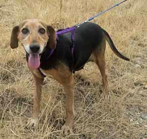 Carola 50cm geb. 03/2019 hat ein ganz tolles gutes Wesen – Hund Mischling sucht ein Zuhause in Schwarmstedt