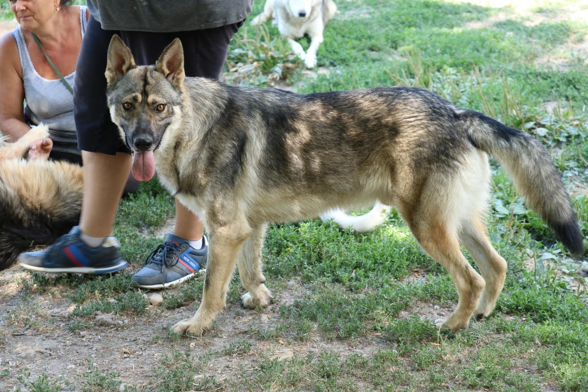 Hector 65cm geb. 02/2025 ist ein tschechoslowakischer Wolfshund-Mix – Hund Tschechoslowakischer Wolfhund sucht ein Zuhause in Schwarmstedt