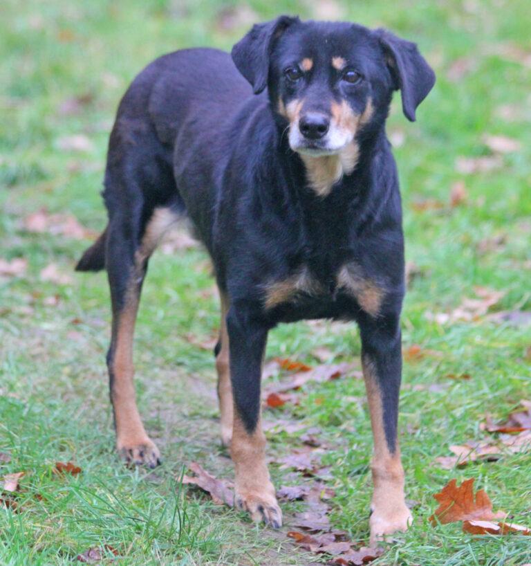 Lea ist noch topfit und wartet in 31867 Lauenau – Hund Mischling sucht ein Zuhause in Lauenau