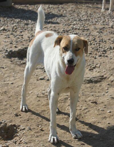 Martha 60cm geb. 07/2022 ist eine wunderbare Hündin – Hund Mischling sucht ein Zuhause in Schwarmstedt