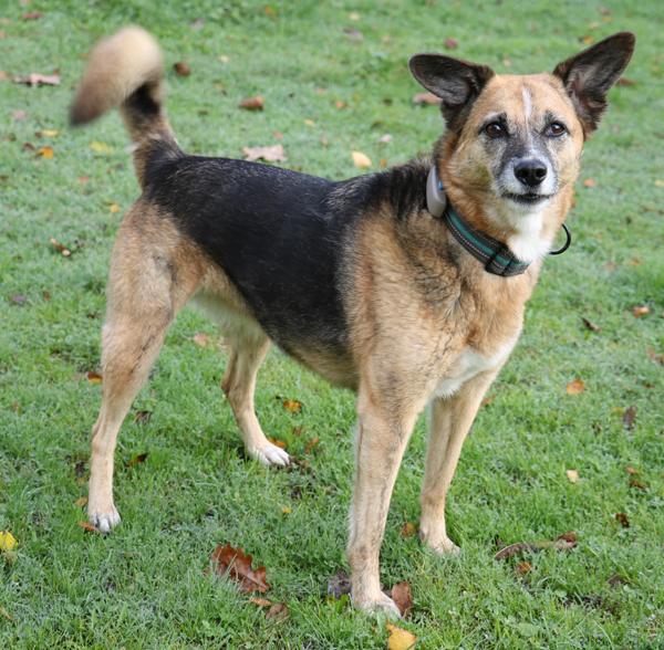 Feeny hatte viel Pech im Leben - wer zeigt ihr jetzt die Sonnenseite – Hund Schäferhund-Mix sucht ein Zuhause in Linsburg