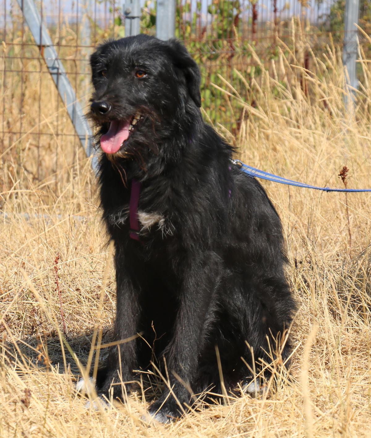 Ravina 53cm geb. 06/2024 sucht ihr Für-immer-Zuhause – Hund Mischling sucht ein Zuhause in Schwarmstedt