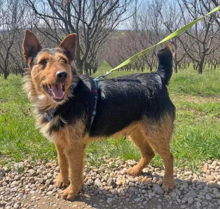Foxi ist clever, aufmerksam und neugierig – Hund Deutscher Jagdterrier sucht ein Zuhause in Schwarmstedt