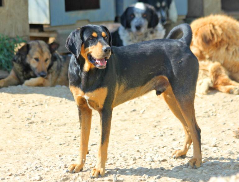 Csoki ist eine Siebenbürger Bracke (Erdélyi Kopó) und super freundlich – Hund Erdélyi Kopó sucht ein Zuhause in Schwarmstedt