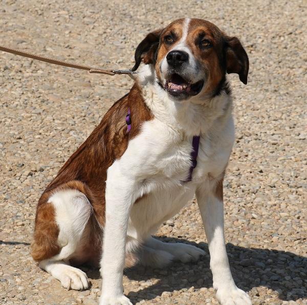 Fiedler ist ein ruhiger, sanfter Hund - eine Seele von Hund – Hund Mischling sucht ein Zuhause in Schwarmstedt