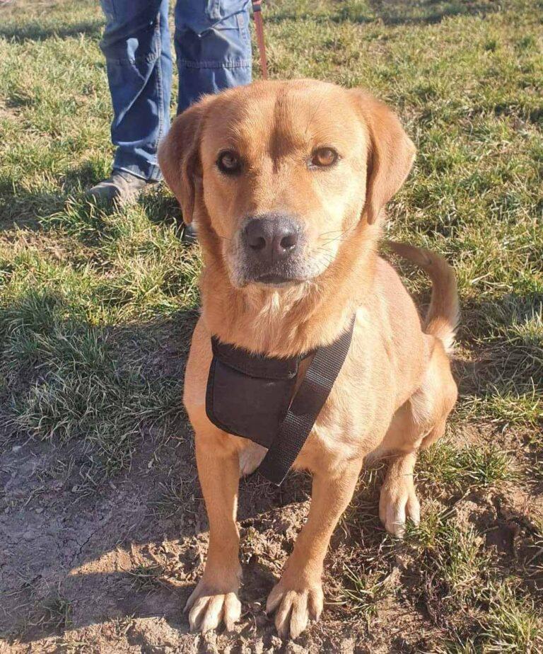 Linda ist eine Labrador-Hündin und hatte viel Pech in ihrem Leben – Hund Labrador Retriever sucht ein Zuhause in Schwarmstedt