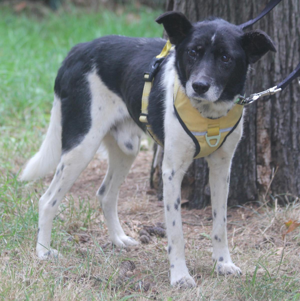 Harvey 45 cm geb. 12/2015 wäre fast verhungert – Hund Mischling sucht ein Zuhause in Müden