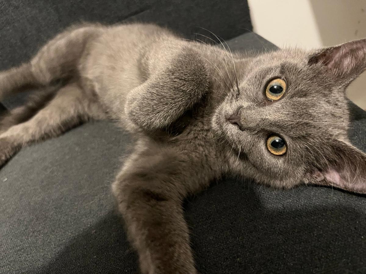 Bkh Weibchen 12 Wochen alt  – Katze Britisch Kurzhaar sucht ein Zuhause in Hamburg