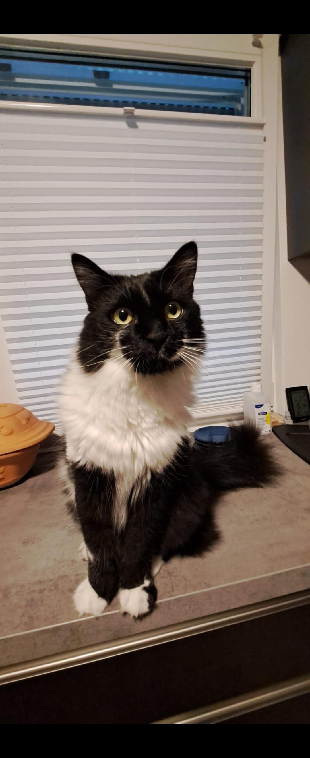 Tolle Charakterkatze sucht dringend neues Zuhause – Katze Hauskatze (Mischling) sucht ein Zuhause in Lohmar