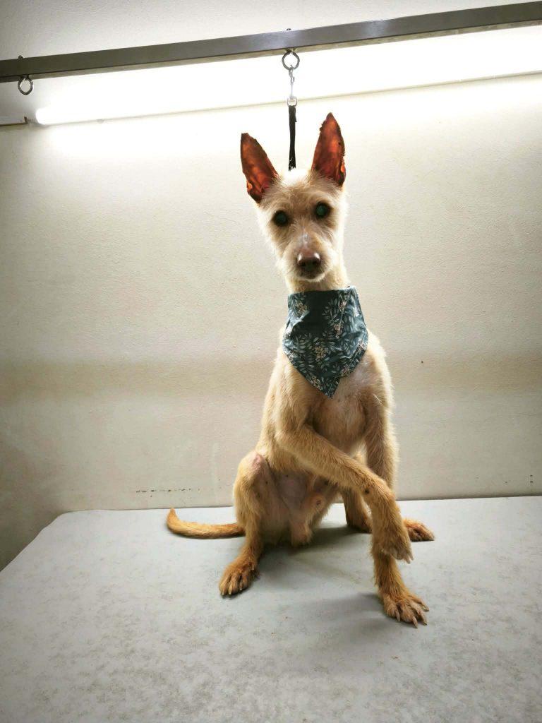 Pingo Mischling – Hund Mischling sucht ein Zuhause in Portugal