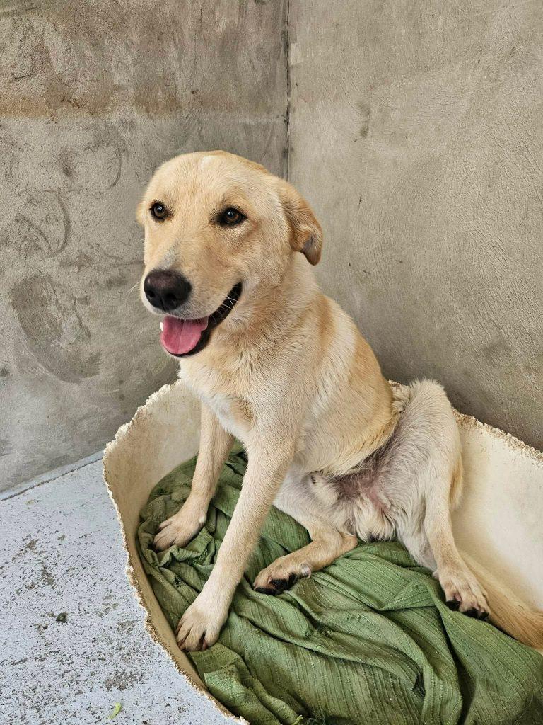Bino Mischling – Hund Mischling sucht ein Zuhause in Portugal