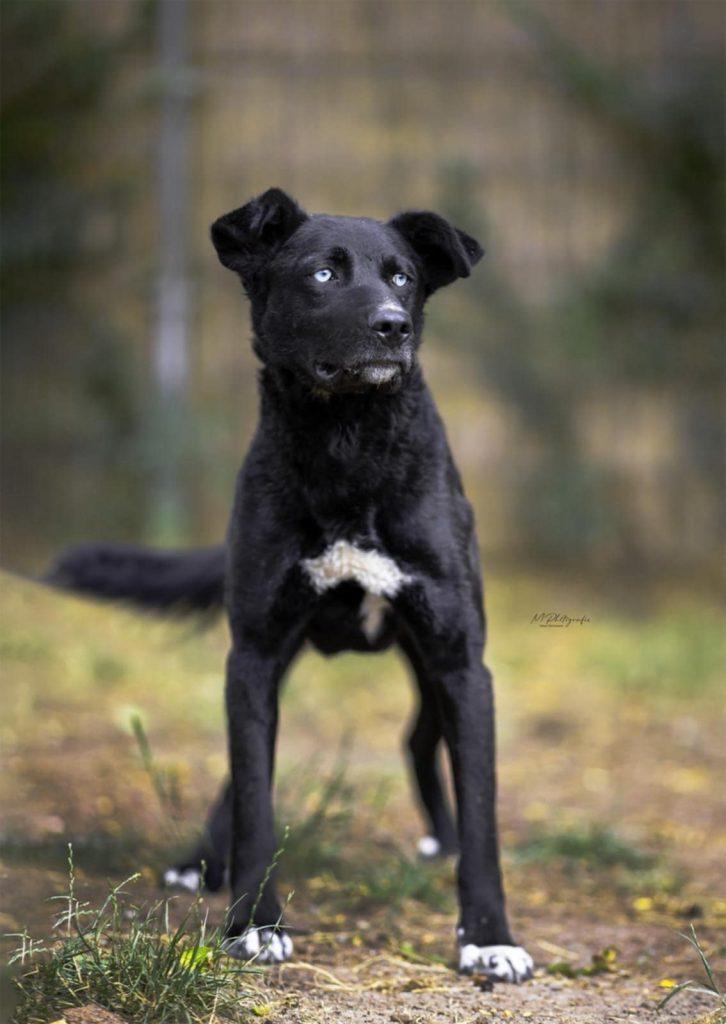 Drogo Mischling – Hund Mischling sucht ein Zuhause in Portugal