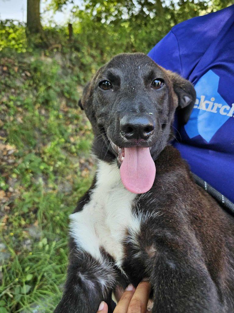 Happy Mischling – Hund Mischling sucht ein Zuhause in Portugal