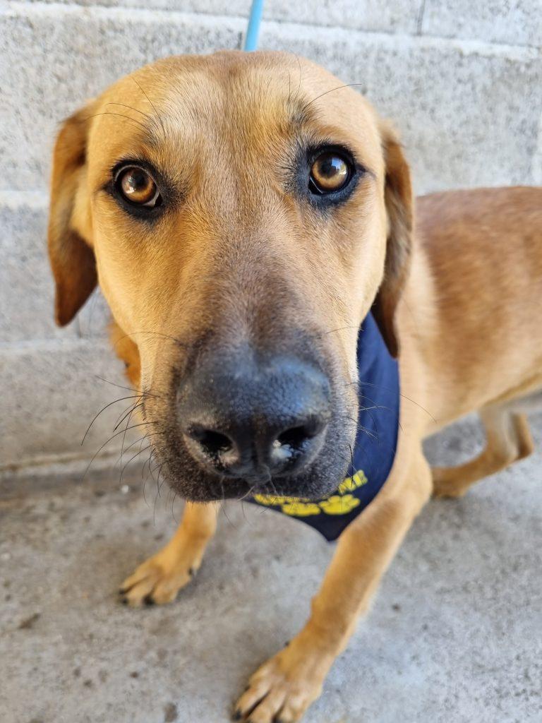 Felix Mischling – Hund Mischling sucht ein Zuhause in Portugal