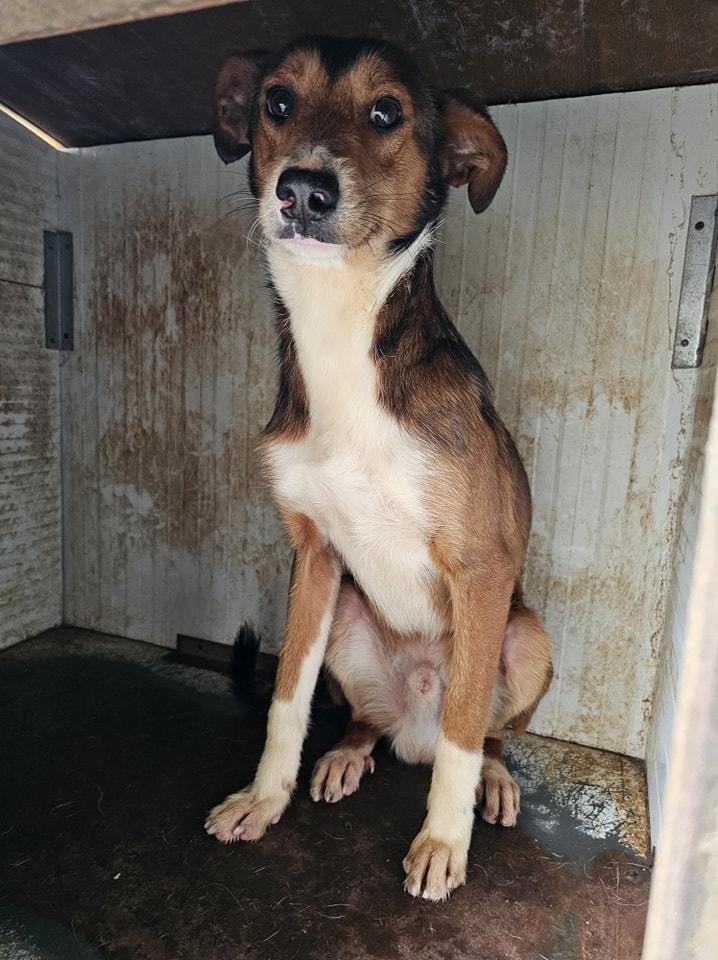 Micky Mischling – Hund Mischling sucht ein Zuhause in Portugal