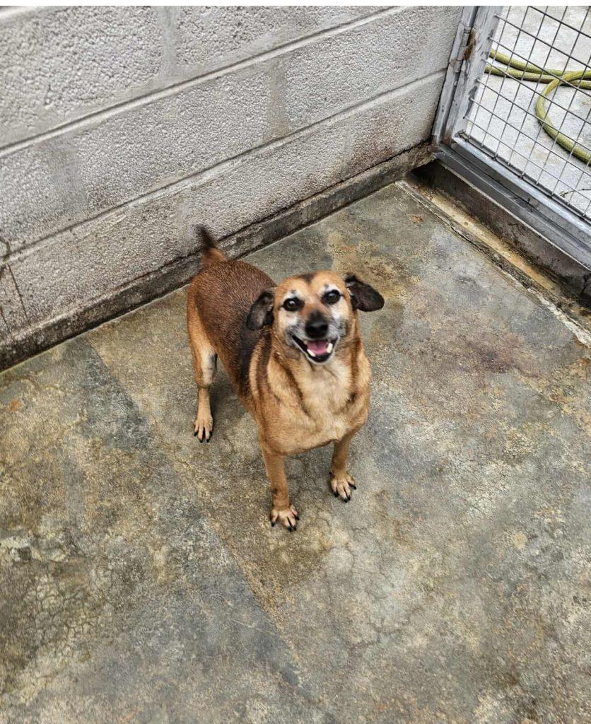 Nico Mischling – Hund Mischling sucht ein Zuhause in Portugal