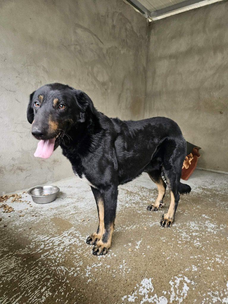 Johnny Mischling – Hund Mischling sucht ein Zuhause in Portugal