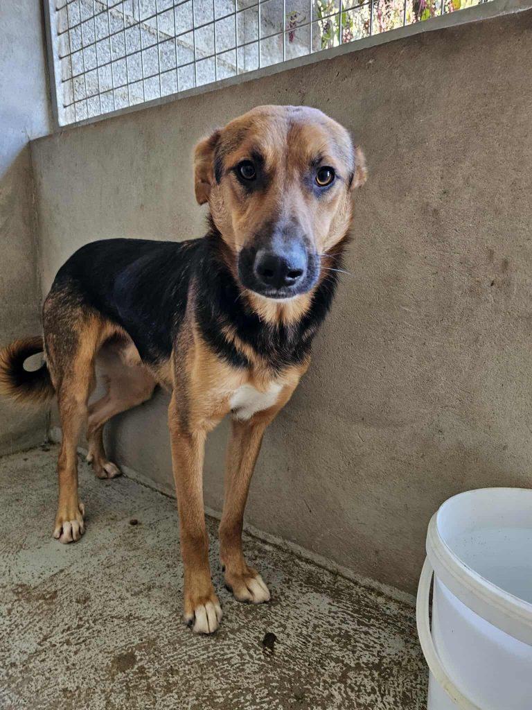 Draco Mischling – Hund Mischling sucht ein Zuhause in Portugal