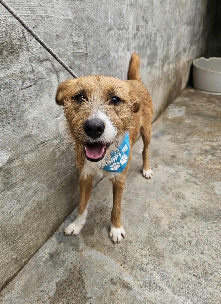 Gil Mischling – Hund Mischling sucht ein Zuhause in Portugal