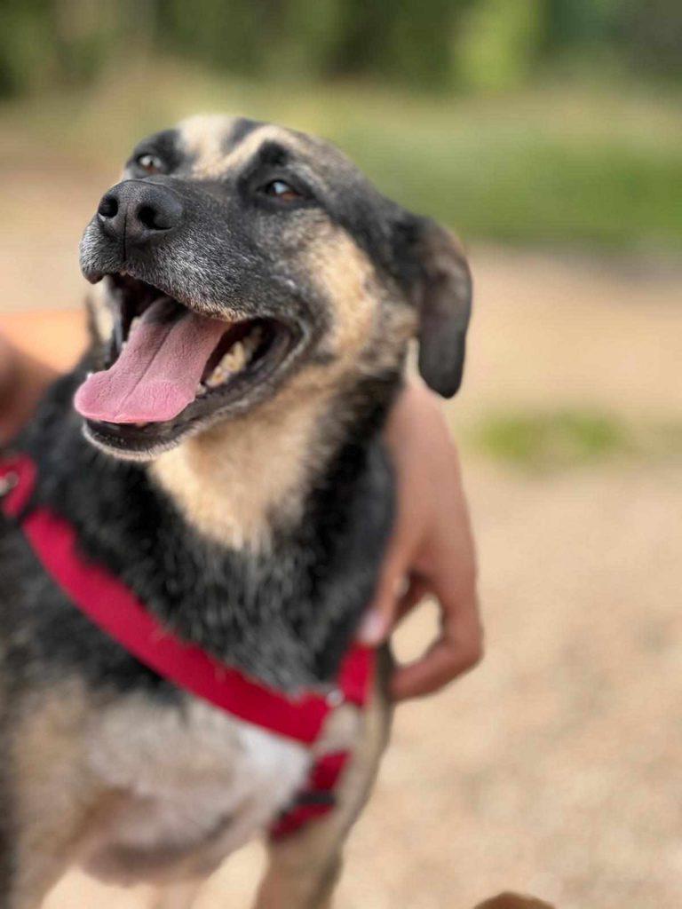 Bert Mischling – Hund Mischling sucht ein Zuhause in Portugal