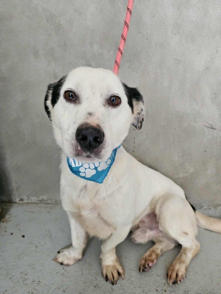 Jonah – Hund Mischling sucht ein Zuhause in Portugal