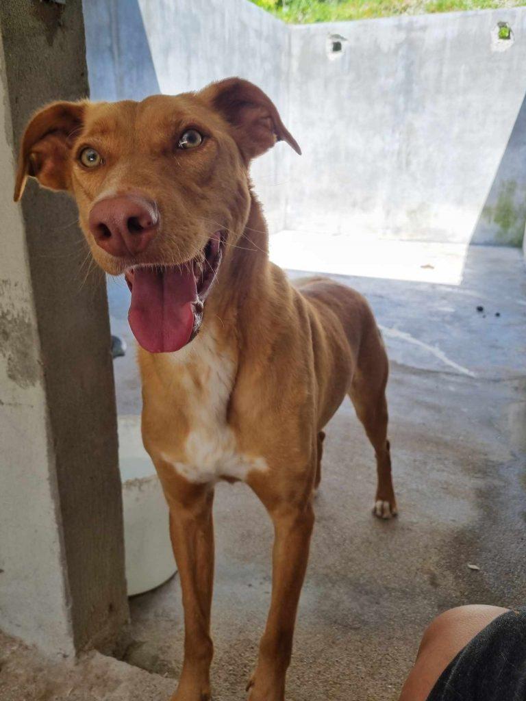 Archie  – Hund Mischling sucht ein Zuhause in Portugal
