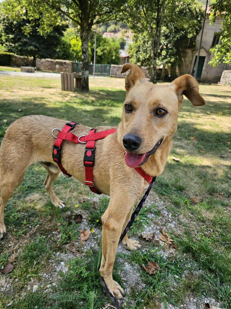 Garcia  – Hund Mischling sucht ein Zuhause in Portugal