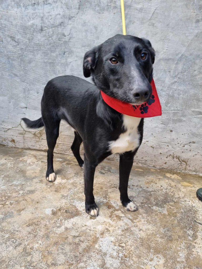 Berti – Hund Mischling sucht ein Zuhause in Portugal