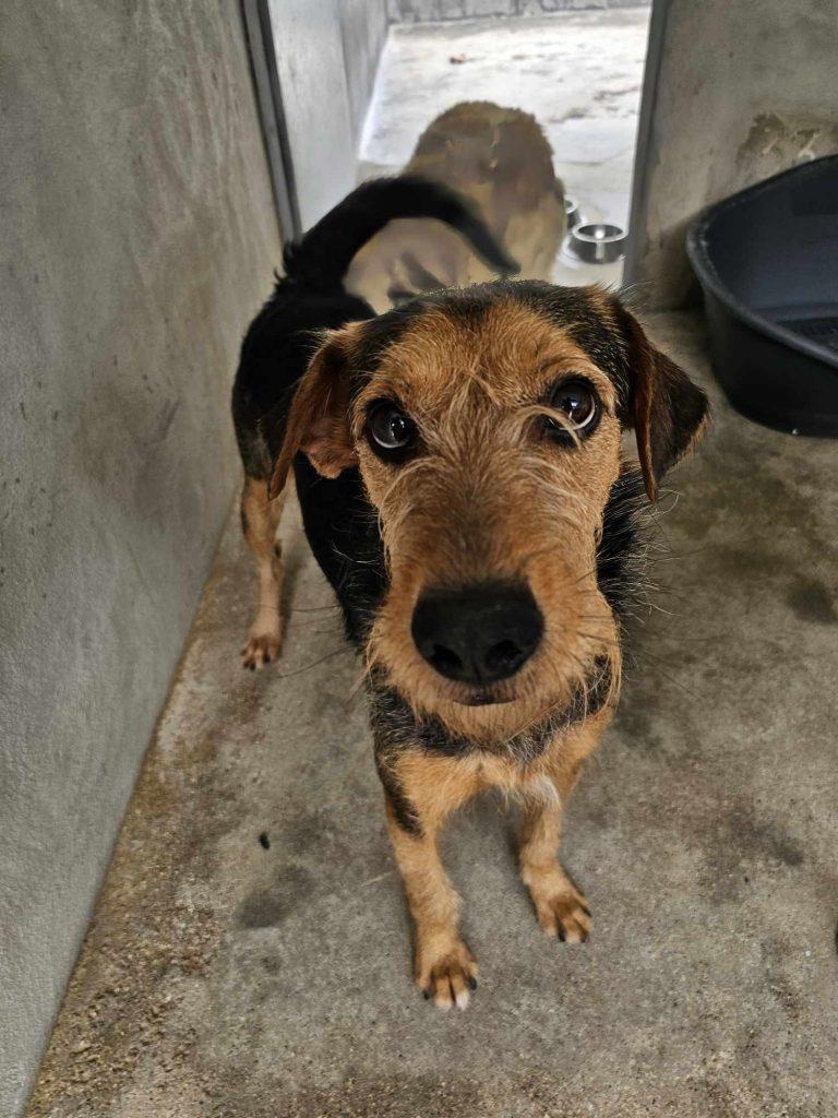 Robin – Hund Mischling sucht ein Zuhause in Portugal
