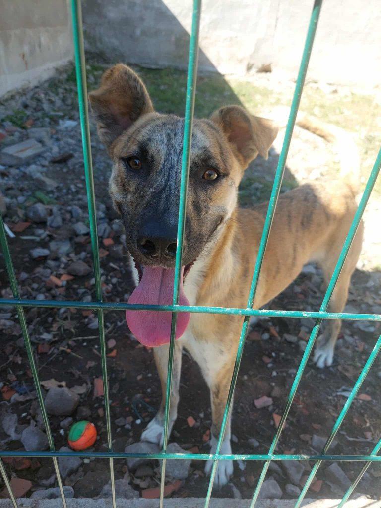 Caio Mischling – Hund Mischling sucht ein Zuhause in Portugal