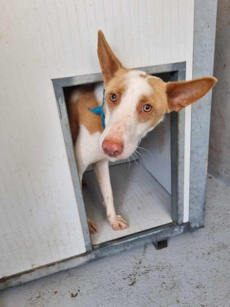 Georgie Mischling – Hund Mischling sucht ein Zuhause in Portugal