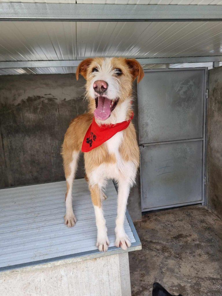 Scott – Hund Mischling sucht ein Zuhause in Portugal