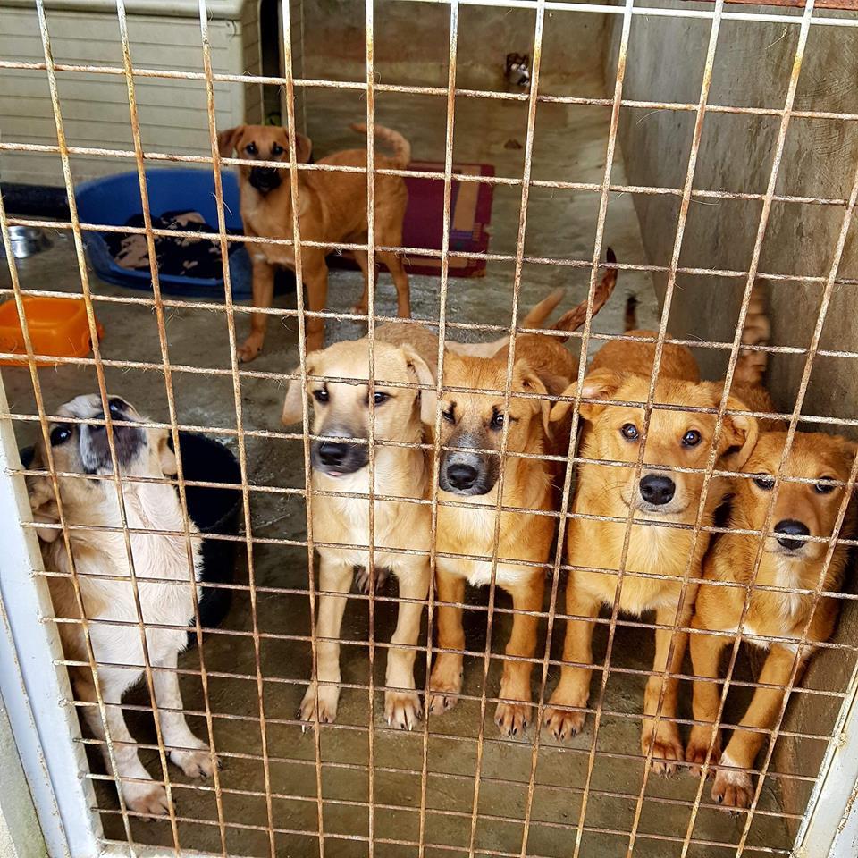 Welpen & Junghunde – Hund Mischling sucht ein Zuhause in Portugal