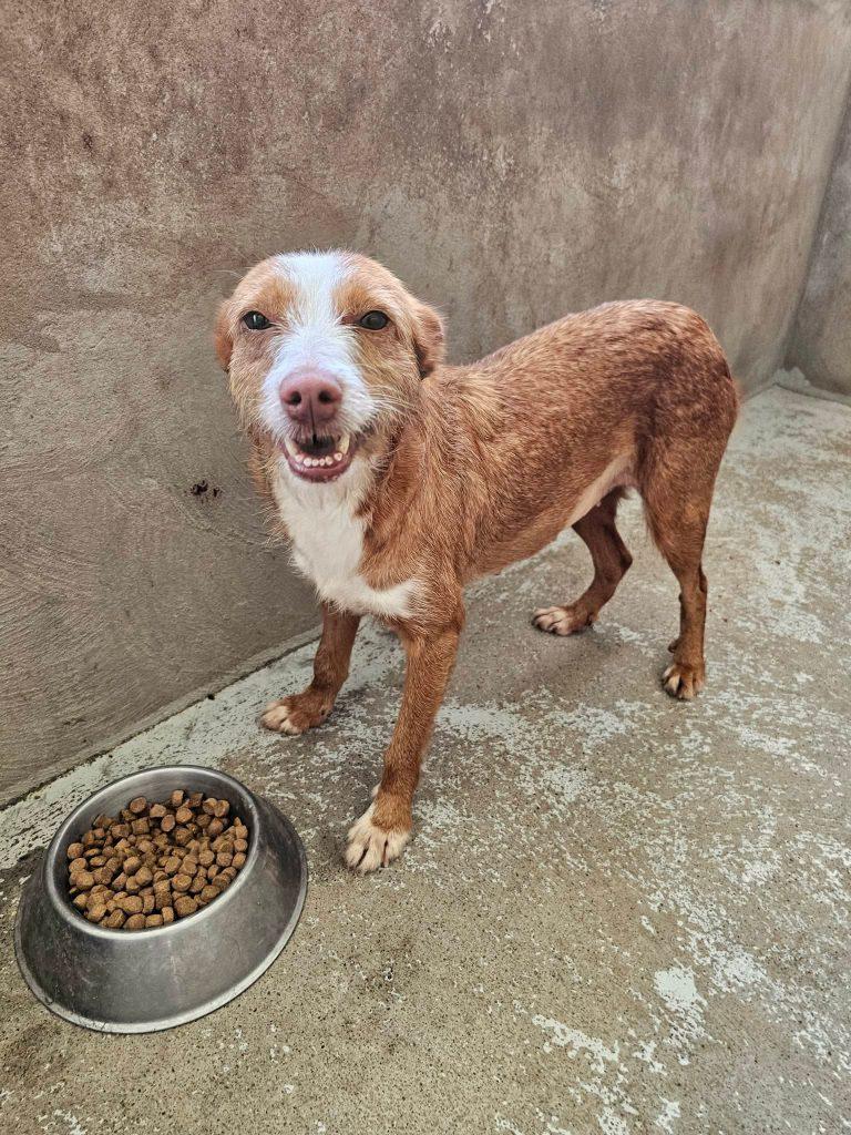Joana – Hund Mischling sucht ein Zuhause in Portugal