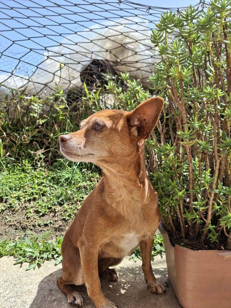 Zara Mischling – Hund Mischling sucht ein Zuhause in Portugal