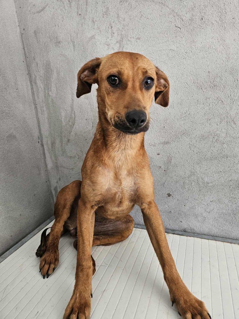 Bela Mischling – Hund Mischling sucht ein Zuhause in Portugal