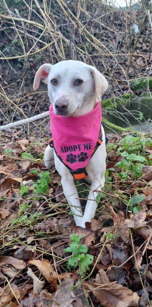 Bianca – Hund Mischling sucht ein Zuhause in Portugal